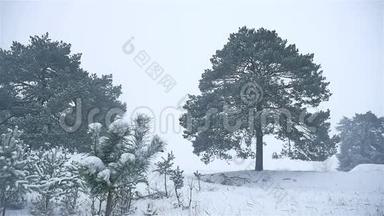 暴<strong>风雪</strong>森林自然雪冬季暴<strong>风雪</strong>，圣诞树和松林景观